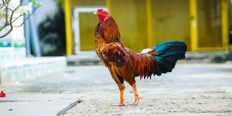 Gà chiến tung đòn tại sới gà