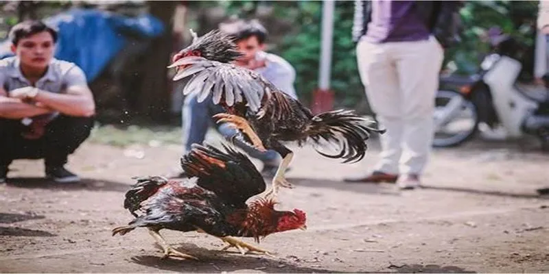 Gà đá ngắn cựa SUNWIN là hình thức chơi bao win