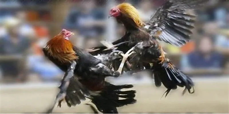 gà đá ngắn cựa SUNWIN