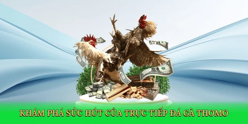 Khám phá sức hút của trực tiếp đá gà thomo