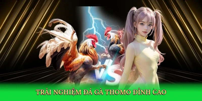 Trải nghiệm đá gà thomo đỉnh cao