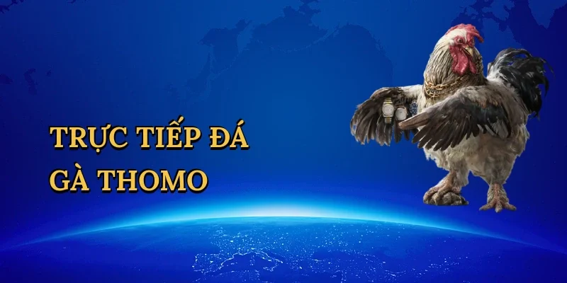 Trực tiếp đá gà thomo