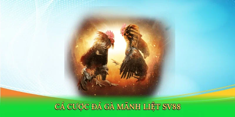 Cá cược đá gà mãnh liệt SV88