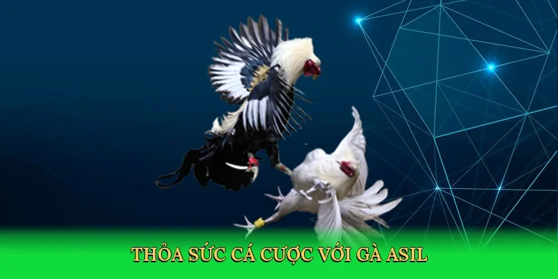 Thỏa sức cá cược với Gà Asil