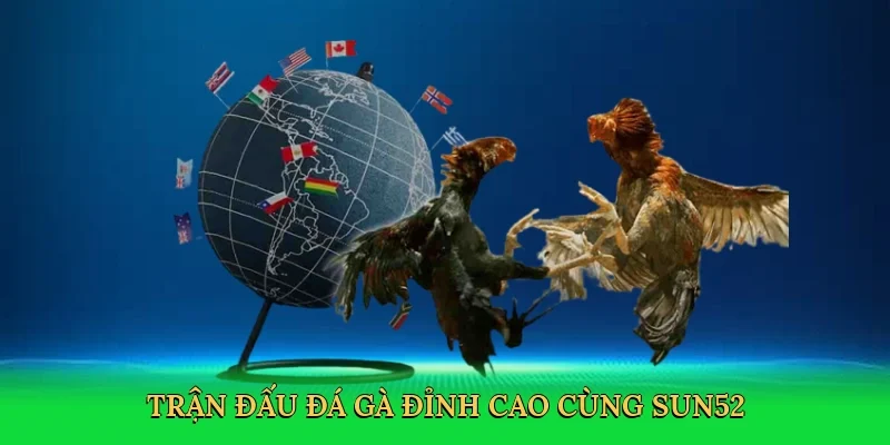 Trận đấu đá gà đỉnh cao cùng Sun52